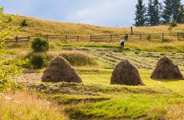 Karpatlar saman sheaves