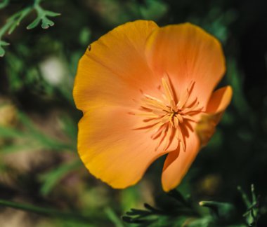 sarı çiçek açan çiçekler