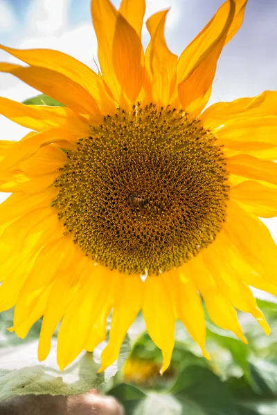 Blommande av solros — Stockfoto