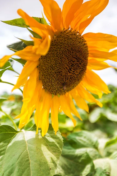 Blommande av solros — Stockfoto