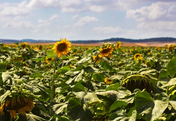 Blooming of sunflower — Stock Photo, Image