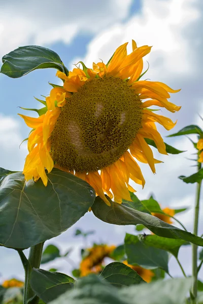 Blooming of sunflower — Stock Photo, Image