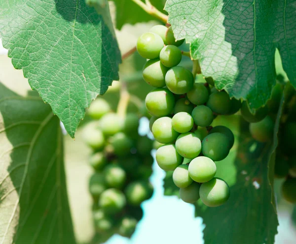 Grön naturliga druva närbild — Stockfoto