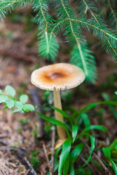 Ядовитый гриб крупным планом — стоковое фото
