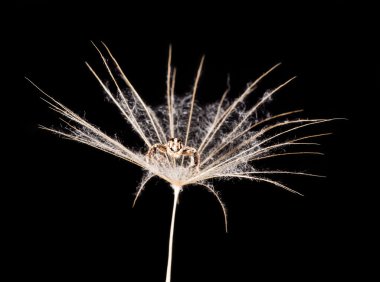 karahindiba tohum ve örümcek