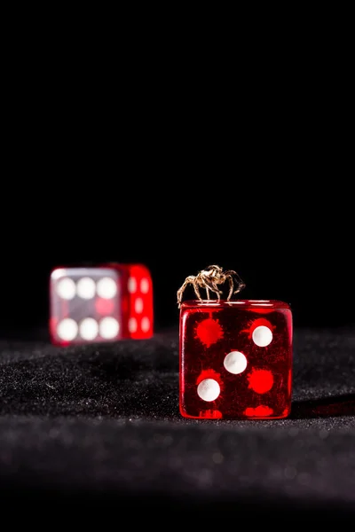 Spider și cuburi de joc — Fotografie, imagine de stoc