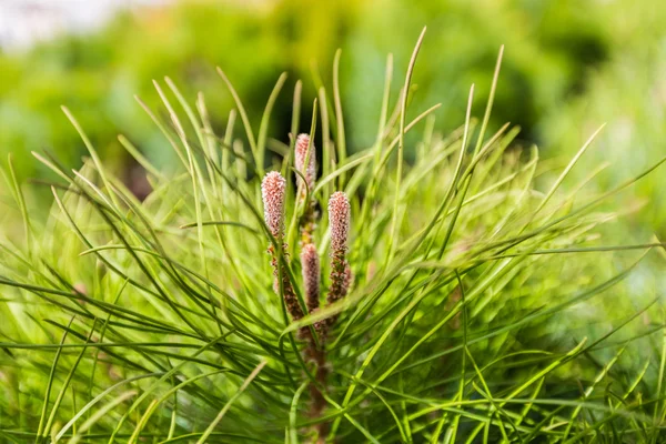 Green branch of pine — Stock Photo, Image