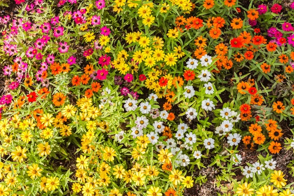 Цветут цветы крупным планом — стоковое фото