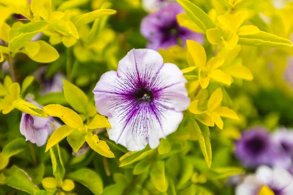 Háttérben a virágzó petunias — Stock Fotó