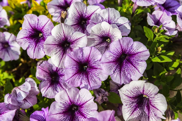 Fondo de petunias florecientes —  Fotos de Stock