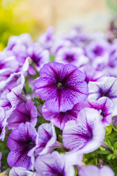 Petunias púrpura primer plano — Foto de Stock