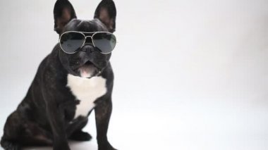 Gözlüklü köpek doğurmak Fransız buldozer