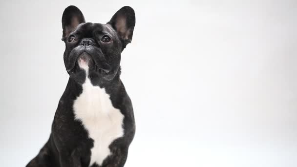 Raça cão bulldog francês — Vídeo de Stock