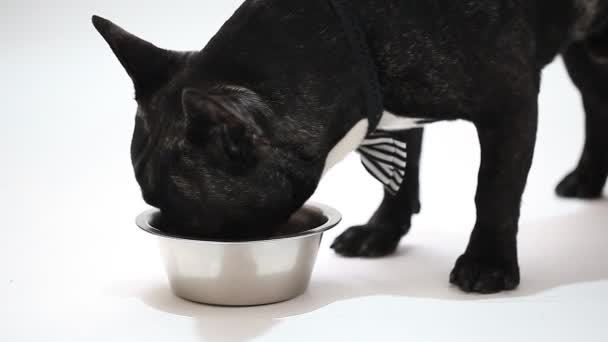 Perro raza francés bulldog — Vídeo de stock