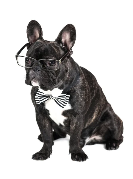 Hunderasse Französische Bulldogge in Brille — Stockfoto