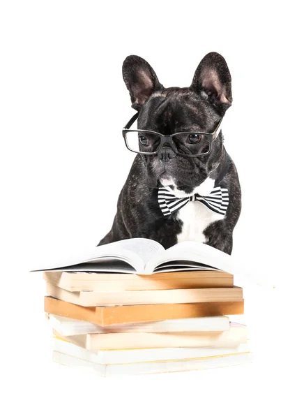 Francia Bulldog, szemüveg — Stock Fotó