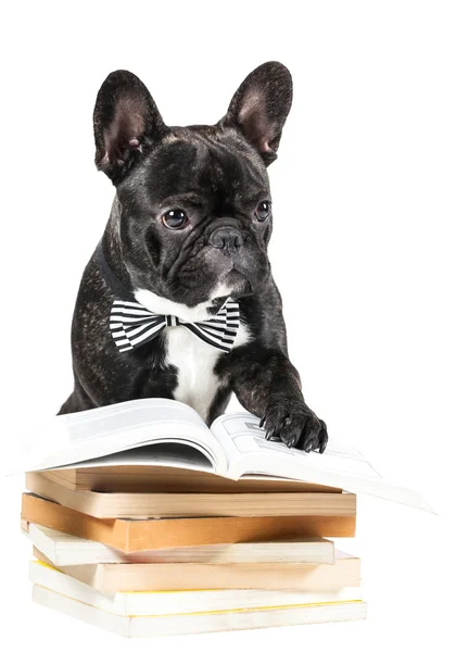Francia Bulldog-könyvek — Stock Fotó