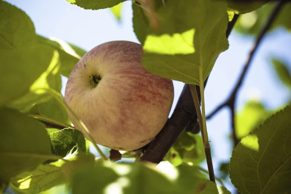 有机熟透的苹果 — 图库照片