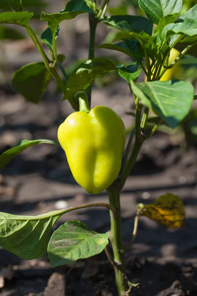 Természetes étkezési paprika termesztése — Stock Fotó