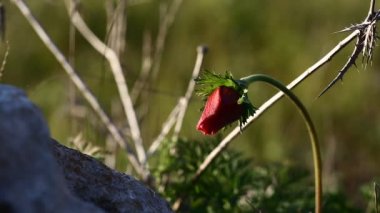 vahşi kırmızı haşhaş