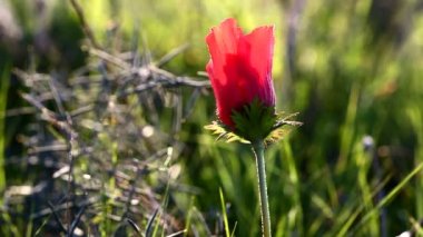 vahşi kırmızı haşhaş