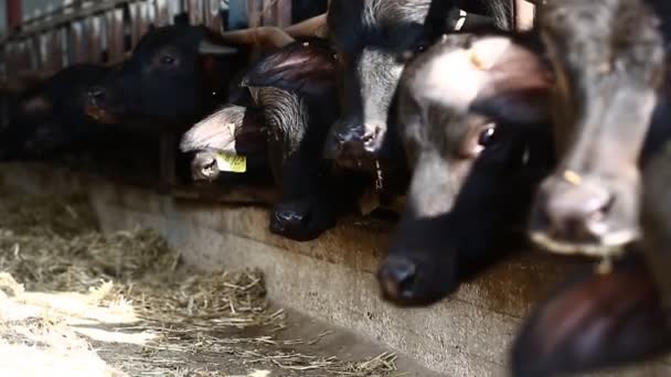 Vacas na quinta — Vídeo de Stock