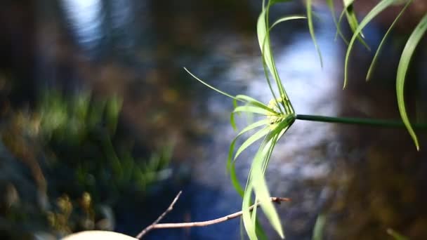 Blatt einer Pflanze Nahaufnahme — Stockvideo