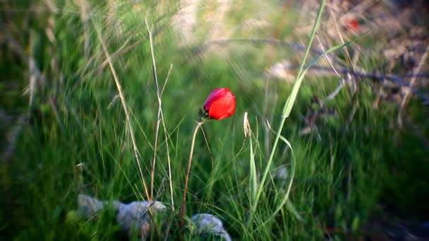 Amapolas rojas silvestres — Vídeo de stock