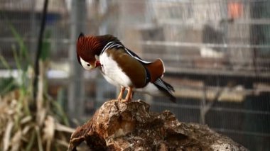 egzotik yaban ördeği