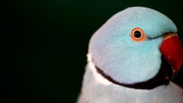 Parrot closeup portrait — Stock Video