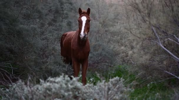 Cavalo selvagem marrom — Vídeo de Stock