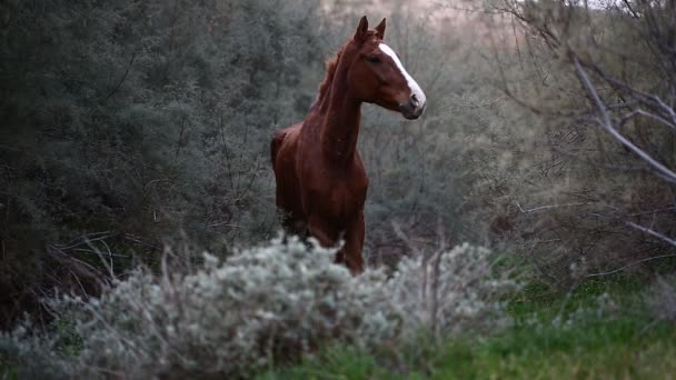 Brązowy dziki koń — Wideo stockowe