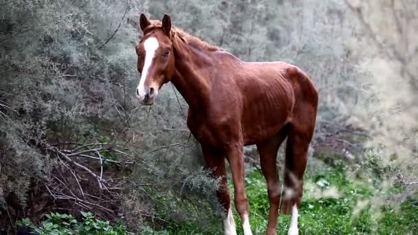 Cavalo selvagem marrom — Vídeo de Stock