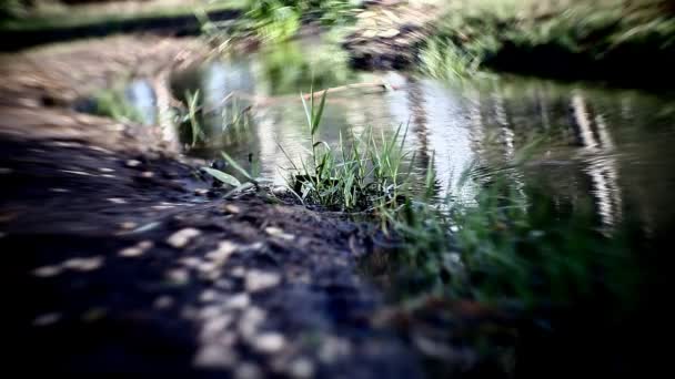 Naturaleza salvaje lago — Vídeo de stock