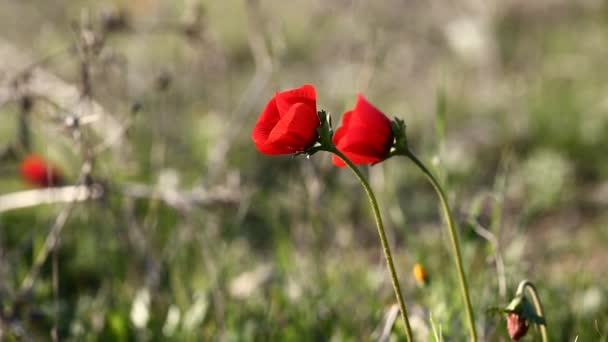 Wilder roter Mohn — Stockvideo