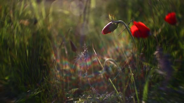 野生红罂粟 — 图库视频影像