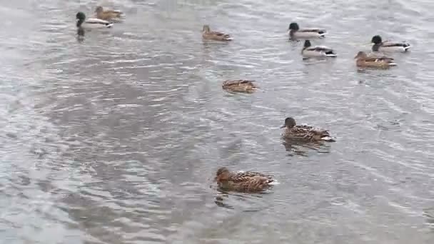 Los patos salvajes nadan — Vídeos de Stock