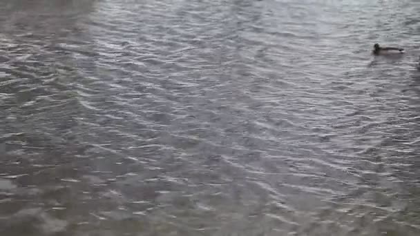 Los patos salvajes nadan — Vídeo de stock