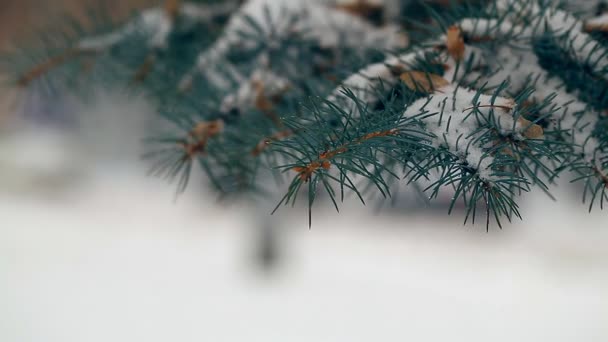 雪に覆われたモミの木 — ストック動画