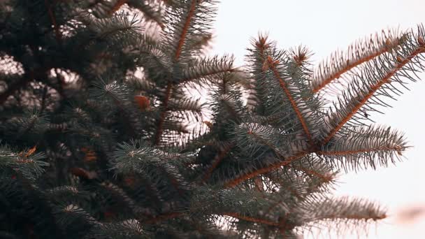 雪に覆われたモミの木 — ストック動画