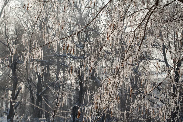 Arbres enneigés journée d'hiver — Photo