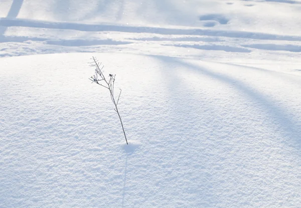 Neige couvert terre gros plan journée d'hiver — Photo