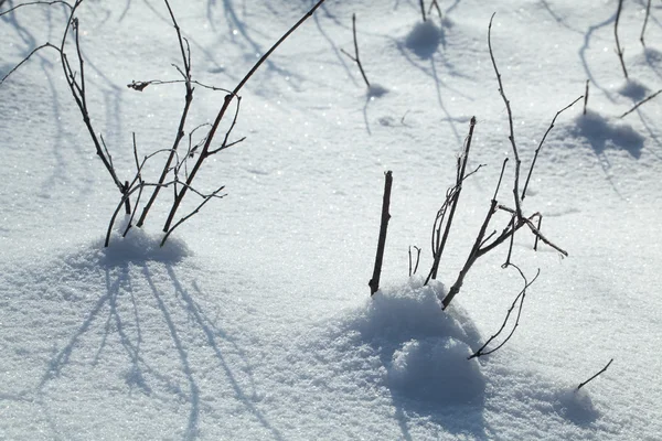 Засніжена земля крупним планом зимовий день — стокове фото