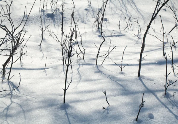 Terra innevata primo piano giornata invernale — Foto Stock