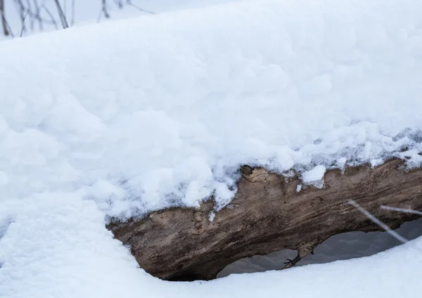 Tronco de árbol en la nieve — Foto de Stock