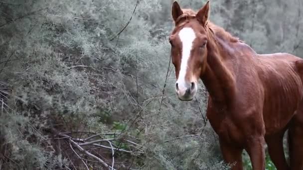 Cavalo selvagem marrom — Vídeo de Stock