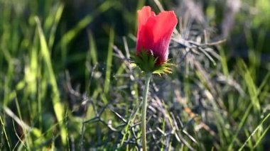 vahşi kırmızı haşhaş