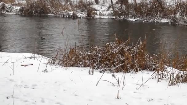 Dzikie kaczki pływać — Wideo stockowe