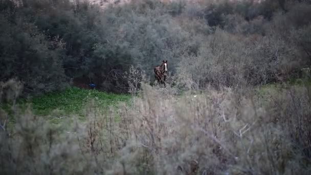 Bruin wild paard — Stockvideo