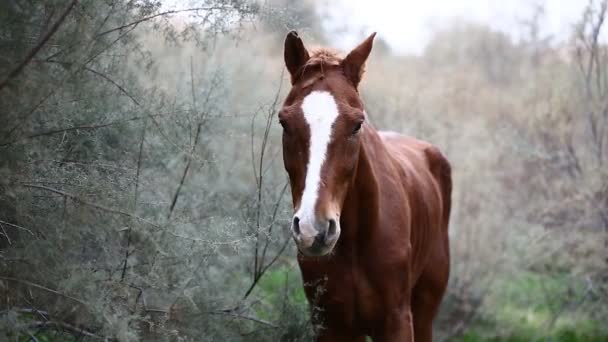 Caballo salvaje marrón — Vídeos de Stock